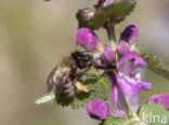 Gewone sachembij (Anthophora plumipes)