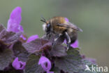 Gewone sachembij (Anthophora plumipes)