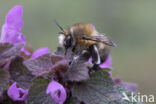 Gewone sachembij (Anthophora plumipes)