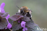 Gewone sachembij (Anthophora plumipes)