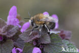 Gewone sachembij (Anthophora plumipes)