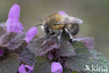 Gewone sachembij (Anthophora plumipes)