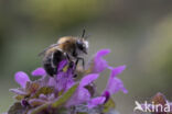 Gewone sachembij (Anthophora plumipes)