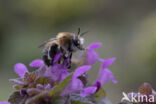 Gewone sachembij (Anthophora plumipes)