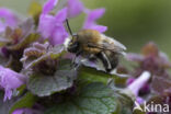 Gewone sachembij (Anthophora plumipes)