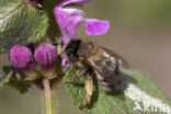 Gewone sachembij (Anthophora plumipes)