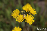 Weidehavikskruid (Hieracium caespitosum)