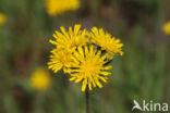 Weidehavikskruid (Hieracium caespitosum)