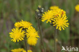 Weidehavikskruid (Hieracium caespitosum)