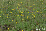 Weidehavikskruid (Hieracium caespitosum)