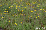 Weidehavikskruid (Hieracium caespitosum)