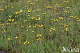 Weidehavikskruid (Hieracium caespitosum)