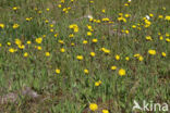 Weidehavikskruid (Hieracium caespitosum)