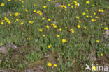 Weidehavikskruid (Hieracium caespitosum)