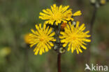 Weidehavikskruid (Hieracium caespitosum)