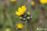 Weidehavikskruid (Hieracium caespitosum)