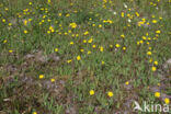 Weidehavikskruid (Hieracium caespitosum)