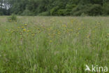Weidehavikskruid (Hieracium caespitosum)