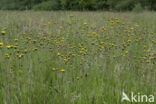 Weidehavikskruid (Hieracium caespitosum)
