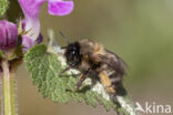 Gewone sachembij (Anthophora plumipes)