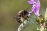 Gewone sachembij (Anthophora plumipes)