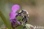 Gewone sachembij (Anthophora plumipes)