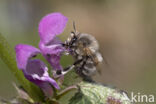 Gewone sachembij (Anthophora plumipes)