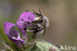 Gewone sachembij (Anthophora plumipes)