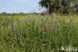 Lange ereprijs (Veronica longifolia)