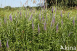 Long-leaved Speedwell (Veronica longifolia)