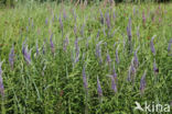 Long-leaved Speedwell (Veronica longifolia)