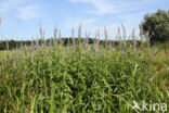 Long-leaved Speedwell (Veronica longifolia)