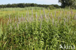 Long-leaved Speedwell (Veronica longifolia)