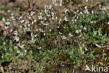 Common Whitlowgrass (Erophila verna)