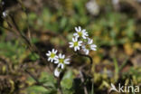 Common Whitlowgrass (Erophila verna)