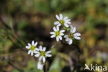 Common Whitlowgrass (Erophila verna)