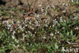 Common Whitlowgrass (Erophila verna)