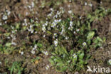 Common Whitlowgrass (Erophila verna)