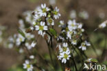 Common Whitlowgrass (Erophila verna)