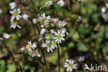 Common Whitlowgrass (Erophila verna)