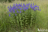 Brede ereprijs (Veronica austriaca)