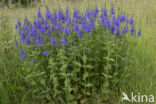 Large Speedwell