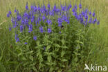 Large Speedwell