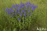 Brede ereprijs (Veronica austriaca)