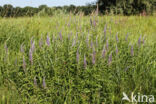 Long-leaved Speedwell (Veronica longifolia)