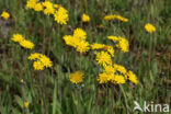 Weidehavikskruid (Hieracium caespitosum)