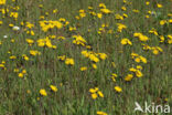 Weidehavikskruid (Hieracium caespitosum)