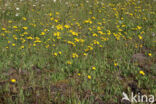 Weidehavikskruid (Hieracium caespitosum)