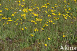 Weidehavikskruid (Hieracium caespitosum)