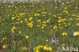 Weidehavikskruid (Hieracium caespitosum)